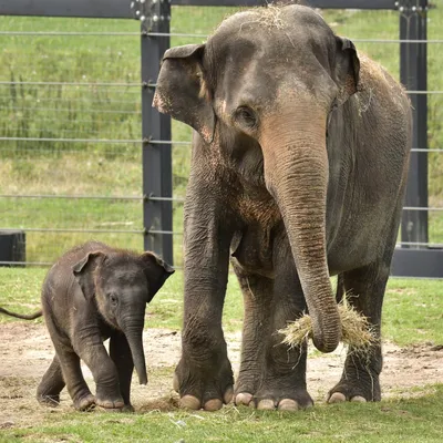 Pairi Daiza met en place des « Journées du Cœur »