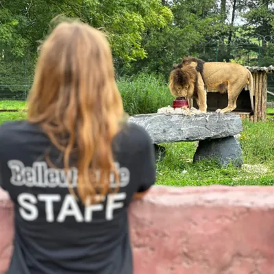 Belllewaerde cherche du monde pour sa prochaine saison
