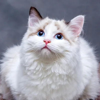 Nouveau salon de l'adoption avec l'Ecole du chat