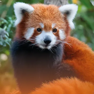 La femelle panda roux est arrivée au Parc d'Isle !