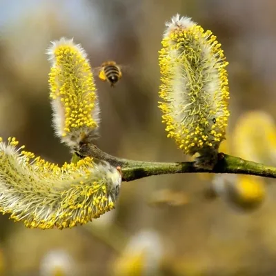 Pollen : les Hauts-de-France en alerte rouge