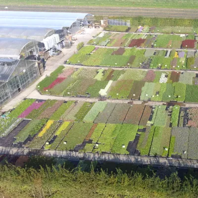 Opération plantes solidaires ce week-end à Landas
