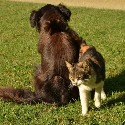 Une grande collecte nationale pour les animaux abandonnés ce jeudi