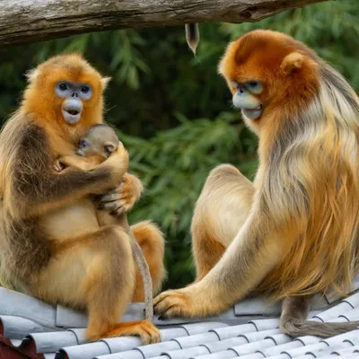Choisissez les prénoms des bébés singes dorés de Pairi Daiza