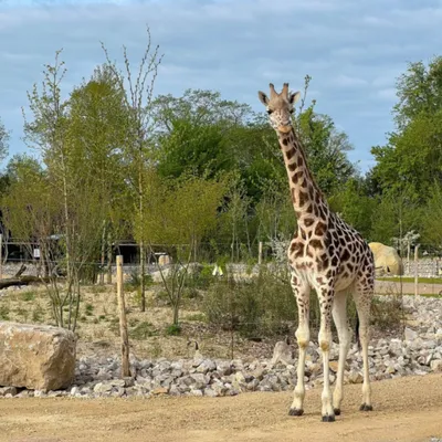 Canicule : le zoo d'Amiens adapte ses horaires