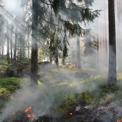 Feux de forêts : le Nord passe en vigilance orange