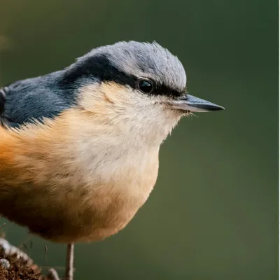 La Ligue protectrice des oiseaux appelle à l'aide dans les...