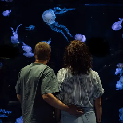 Toujours du succès pour Nausicaa cet été