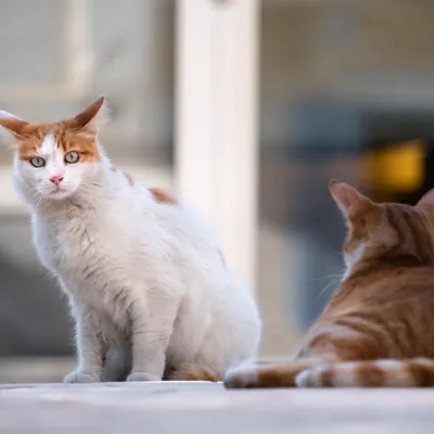 Nouveau salon de l'adoption de l'Ecole du Chat ce samedi