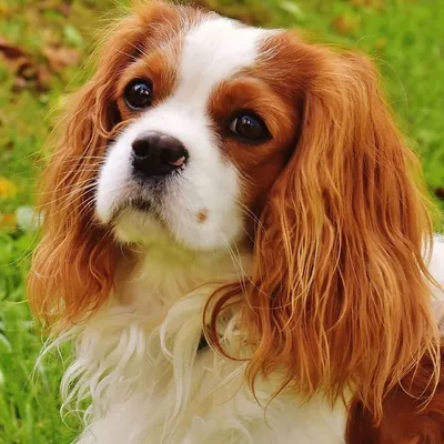 Après Saint-Omer, La Madeleine passe elle aussi au passeport canin