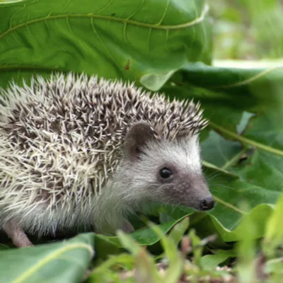 Douai : vous avez la main verte ? Participez à un concours !