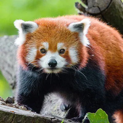 Un panda roux au Parc d'Isle !