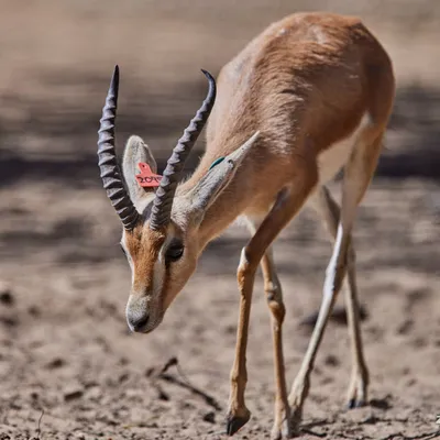 Quatre gazelles dorcas sont nées au zoo d'Amiens, une première en...
