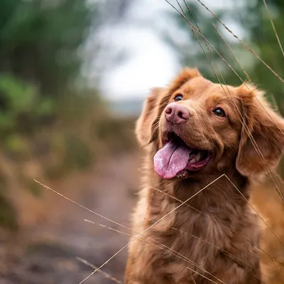 Un nouveau parc canin à Lezennes !
