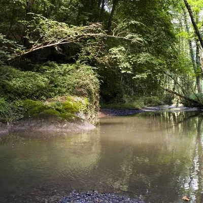 La forêt de Mormal inaccessible jusqu'en 2027