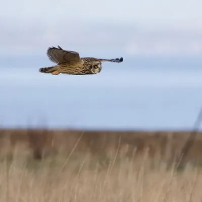 Le Festival de l'Oiseau et de la Nature de retour en Baie de Somme