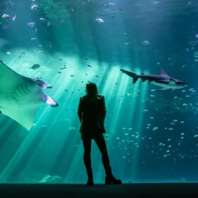 Votre enfant est Poisson ? Nausicaa c'est gratuit ce mois-ci !