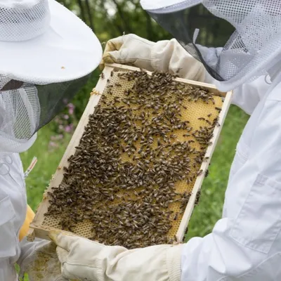 Une vingtaine de rendez-vous autour des abeilles dans la région en...