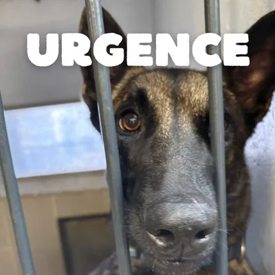 Episode de neige dans la région : les refuges ont besoin de dons