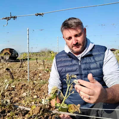 Les vignes de Cahors, Gaillac et Fronton frappées par le gel