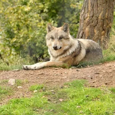 Un agriculteur lozérien jugé pour avoir empoisonné sept loups du...