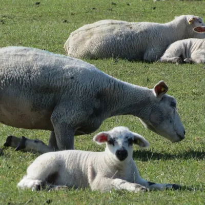 La filière des agneaux de Lozère voit d'un mauvais œil l'accord de...