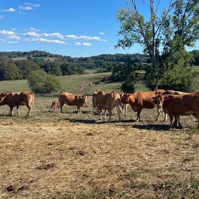 Corrèze : les agriculteurs jugent l'aide sécheresse insuffisante 