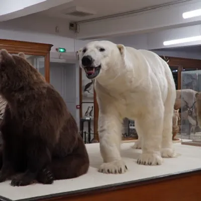 Montauban : un ours polaire rejoint le muséum Victor-Brun
