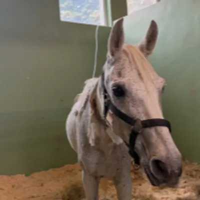 « Plusieurs n’auraient pas survécu » : six chevaux maltraités...