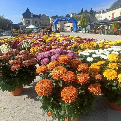 Toussaint : des chrysanthèmes plus chers et plus petits ?