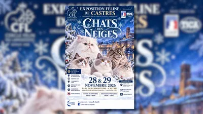 CASTRES (81) : GRANDE EXPOSITION FÉLINE INTERNATIONALE DE CASTRES ! 🐱