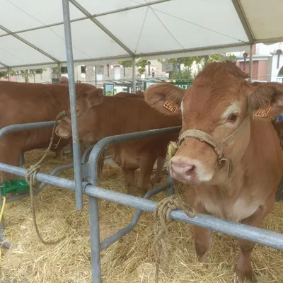A Aurillac, une mobilisation contre l’abattage massif de bovins samedi