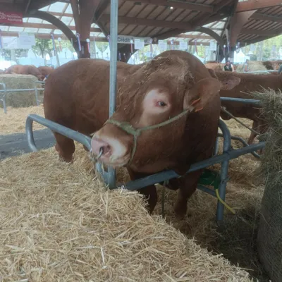 Les ventes de bœufs de Pâques bousculées dans le Cantal et en Aveyron