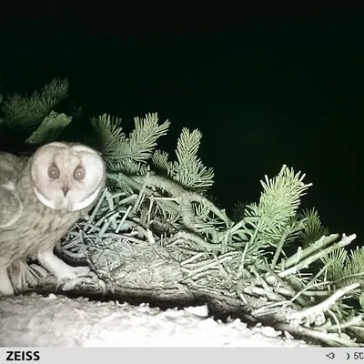 Des clichés inattendus capturés dans le nid d'un circaète...