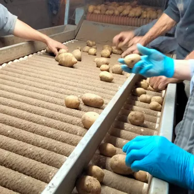 C'est le moment de récolter les pépites de l'Aubrac directement en...