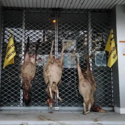 Dans le Cantal, la colère des éleveurs face au loup