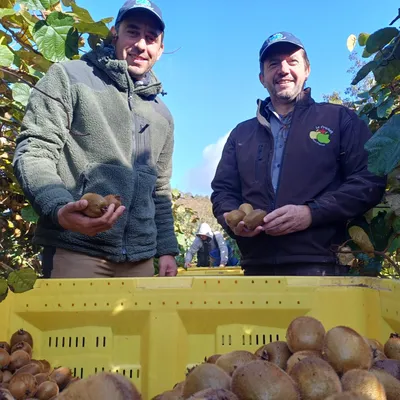 Le Tarn-et-Garonne bientôt 1er producteur de kiwi de France ?