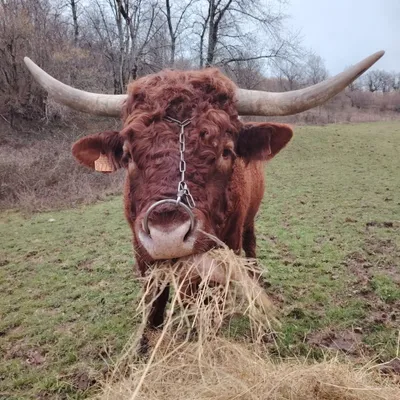 Un nouvel espace au Sommet de l'Elevage dédié à la santé animale