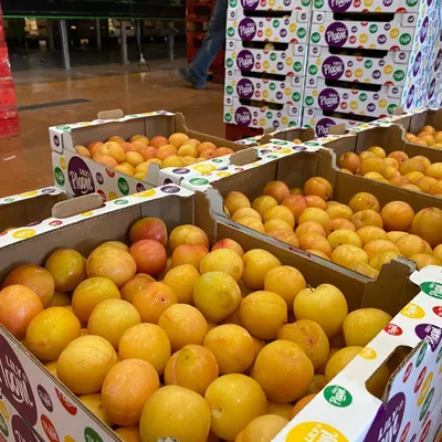 Canicule : des prunes précoces et très sucrées