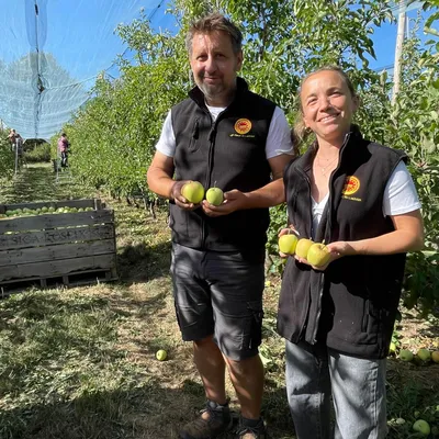 Pomme AOP du Limousin : la chaleur réduit une récolte pourtant...