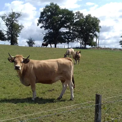 La transhumance sur l’Aubrac maintenue malgré la vigilance sanitaire