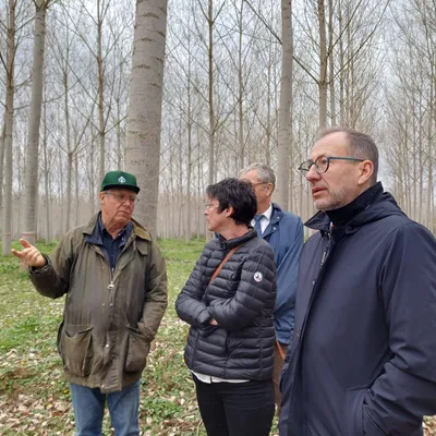 Tarn-et-Garonne : la filière peuplier cherche un nouveau souffle