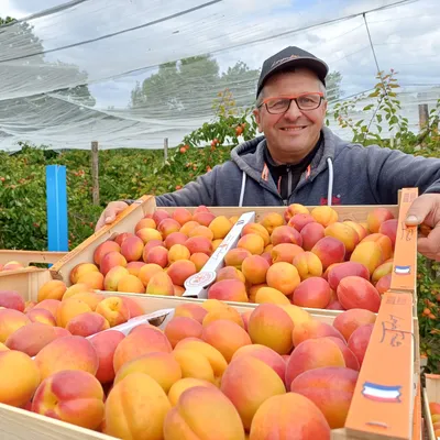 "Je n'ai jamais vu ça de ma carrière" : les abricots du...
