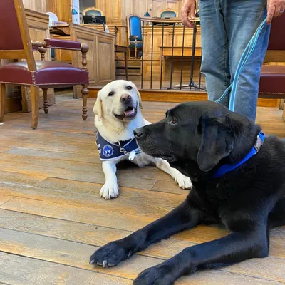 Cahors : le 1er chien judiciaire Lol prend sa retraite