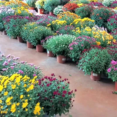 Cantal : les chrysanthèmes sauvés par le soleil