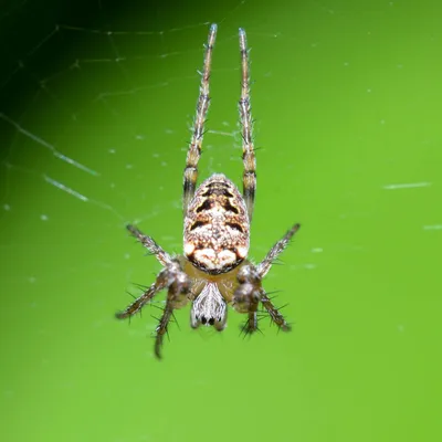 Araignées menacées en Nouvelle-Aquitaine : 105 espèces en danger