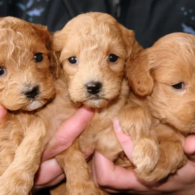 Tarn-et-Garonne : trois chiots périssent dans l'incendie d'un cabanon
