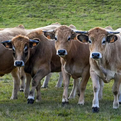 Les Jeunes agriculteurs des zones montagnes réunis en Lozère