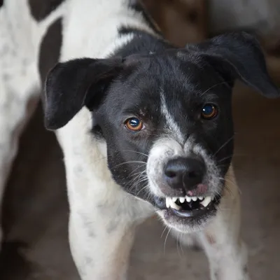 Un homme mordu par un chien le soir d'Halloween à...