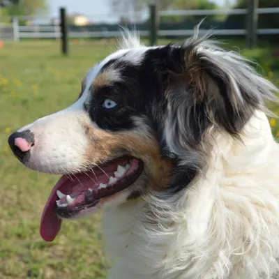 Corrèze : prison ferme pour avoir laissé son chien mourir de faim